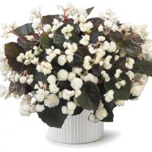 Бегония Semperflorens double white