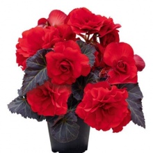 Бегония моккса ред цена 130 руб.