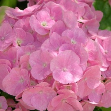 Гортензия крупнолистная Forever and every Pink