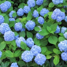Гортензия крупнолистная Niko Blue