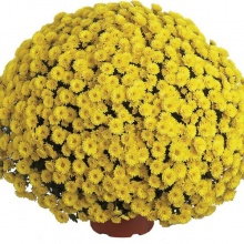 Хризантема Branarktis yellow укорененный черенок цена 80 руб.