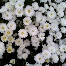 Хризантема Brandomino white укорененный черенок цена 80 руб.