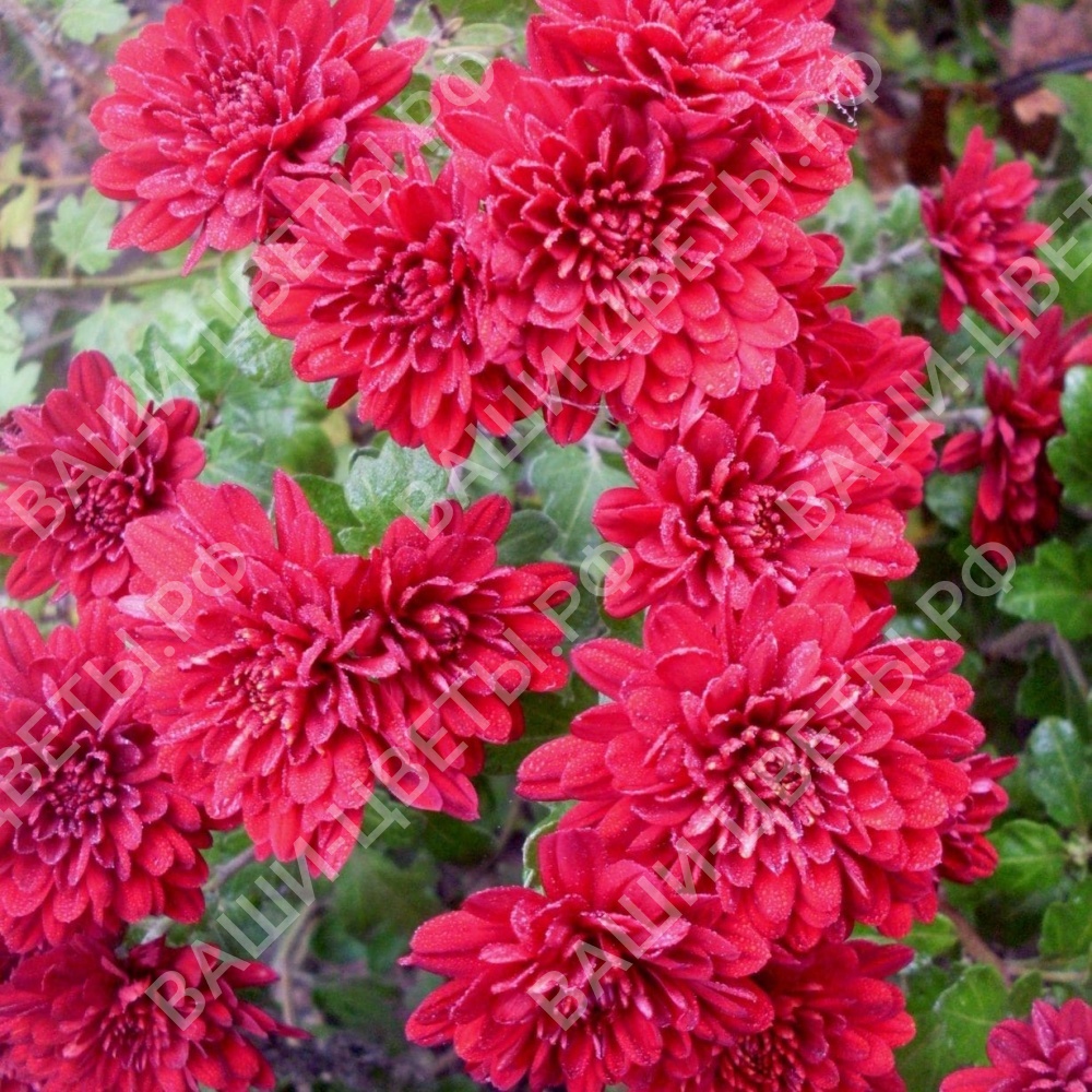 Хризантема Липстик укорененный черенок цена 80 руб.