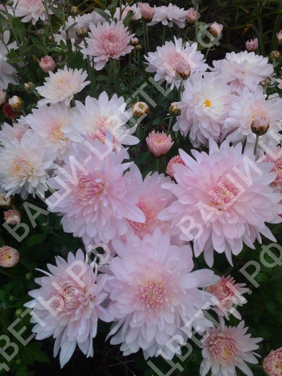 Хризантема Яблоневый цвет укорененный черенок цена 80 руб.