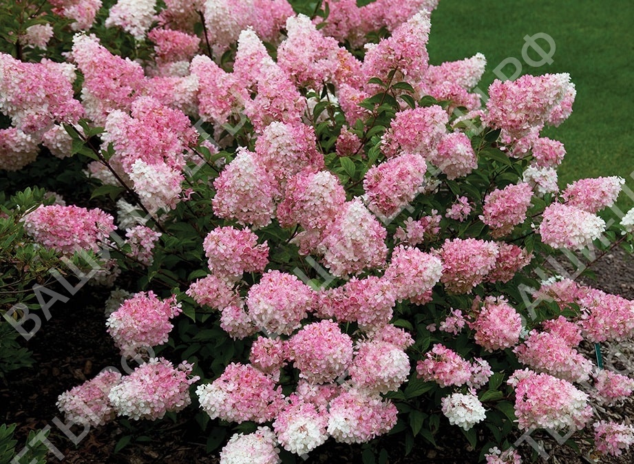 Гортензия метельчатая Vanille Fraise