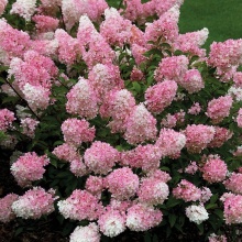 Гортензия метельчатая Vanille Fraise