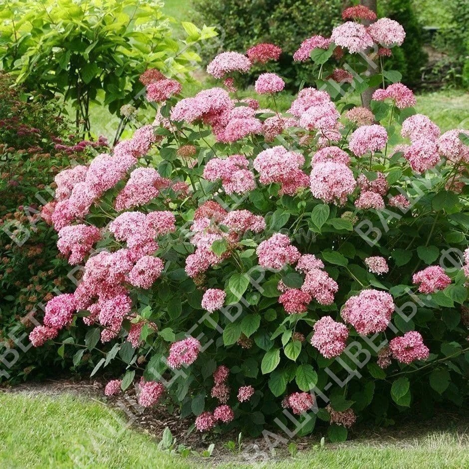Гортензия древовидная Pink Anabel