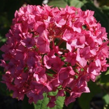 Гортензия древовидная Bella Anna