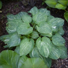 Хоста SPLIT MILK цена 550 руб.