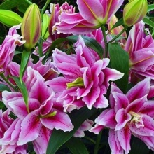 Розовидная ROSELILY FLORETTA 