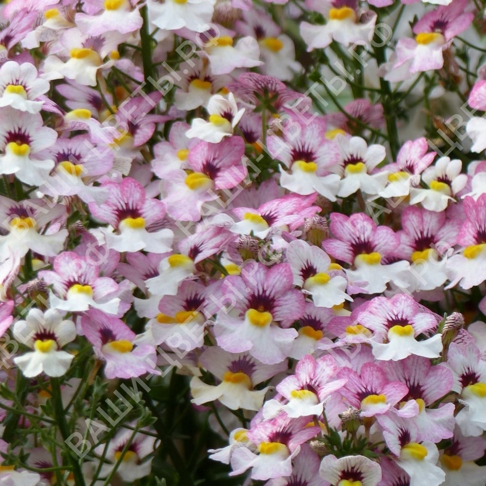 Немезия SUNSATIA PLUS Lychee