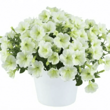 Петуния Cascadias Hint of Lime