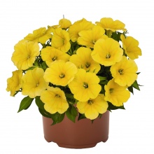 Петуния Capella Hello Yellow