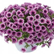 Петуния Littletunia Pink Splash
