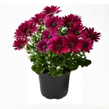 Остеоспермум Sunny Dixie