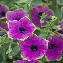 Петуния Fortado Special Purple Green Edge