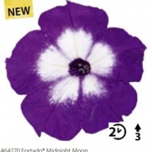 Петуния Fortado Midnight Moon