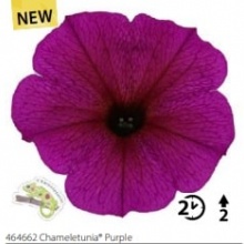 Петуния Chameletunia purple