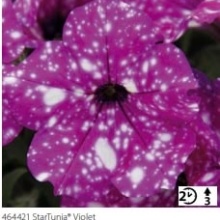 Петуния StarTunia Violet IMP Unrooted цена 80 руб.