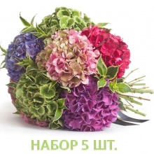 Набор гортензии крупнолистной 5 шт.