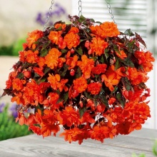 Бегония Cascade Pendula Orange