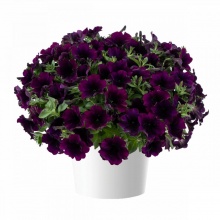 Петуния Capella Mulberry