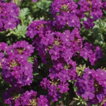 Вербена ампельная Tapien® Violet 