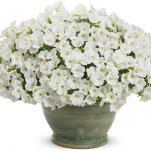 Петуния	Mini vista White укорененный черенок 80 руб.