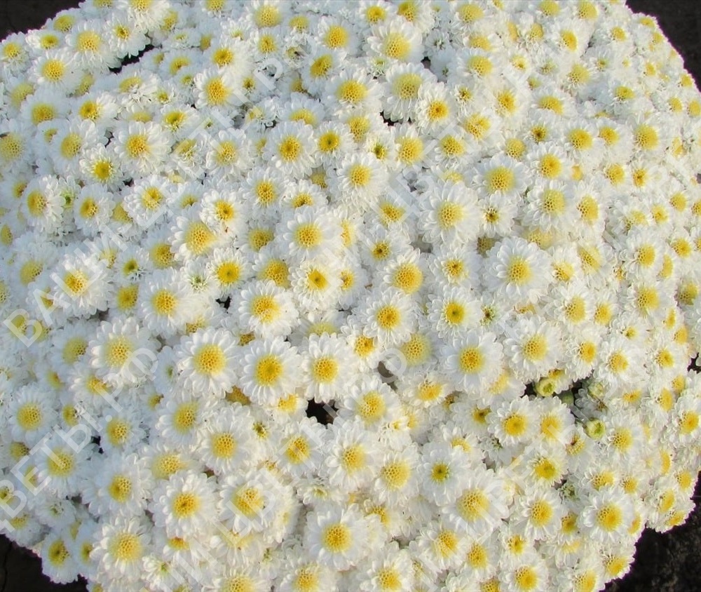 Хризантема мультифлора Эльф уайт