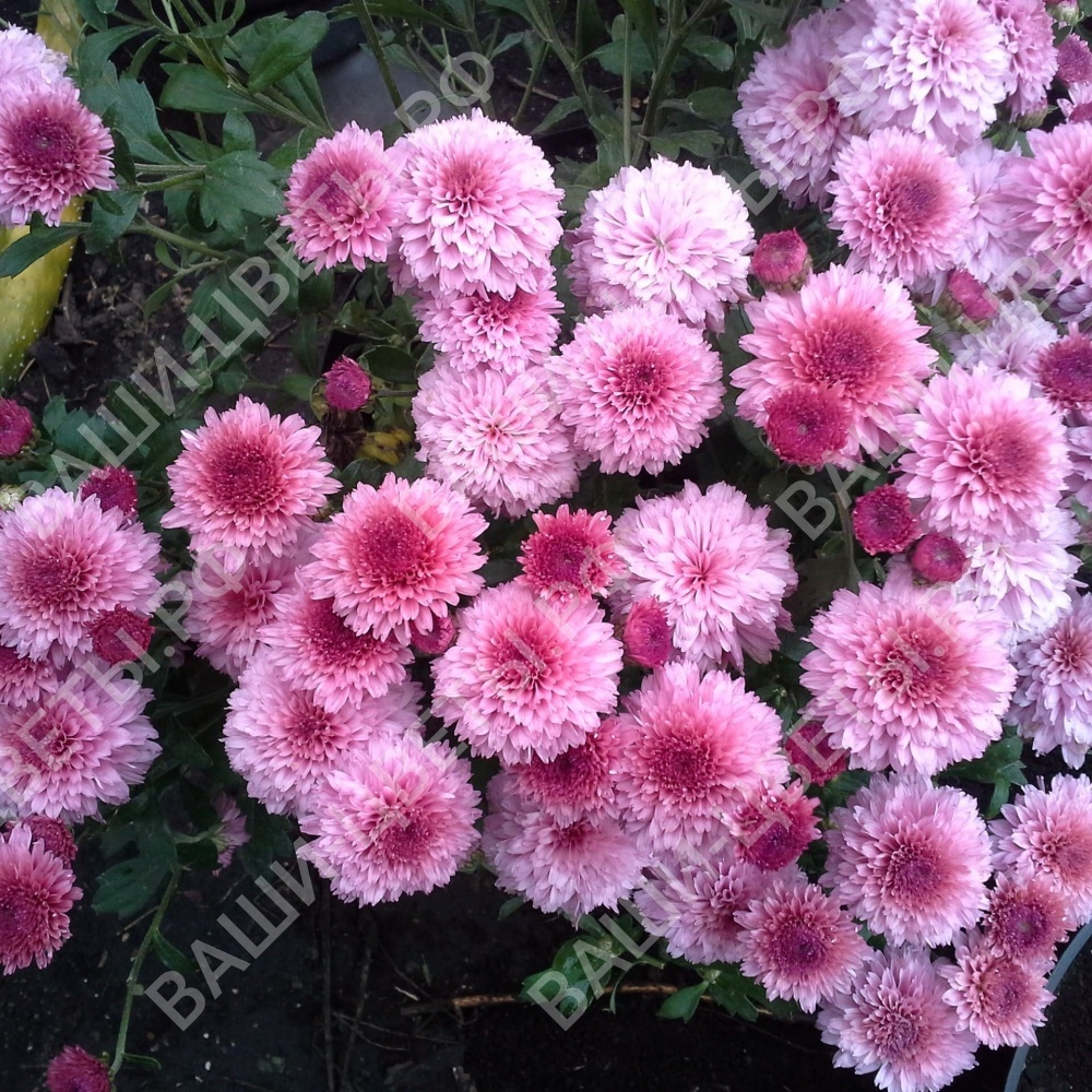 Хризантема мультифлора Дастин пинк