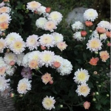 Хризантема корейская Ивона