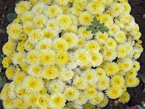 Хризантема мультифлора Эльф еллоу