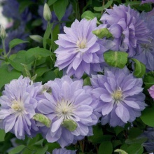 Клематис Denny's Double