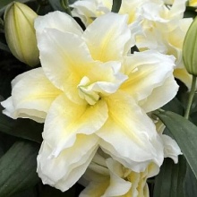 Луковица Розелилия irvana