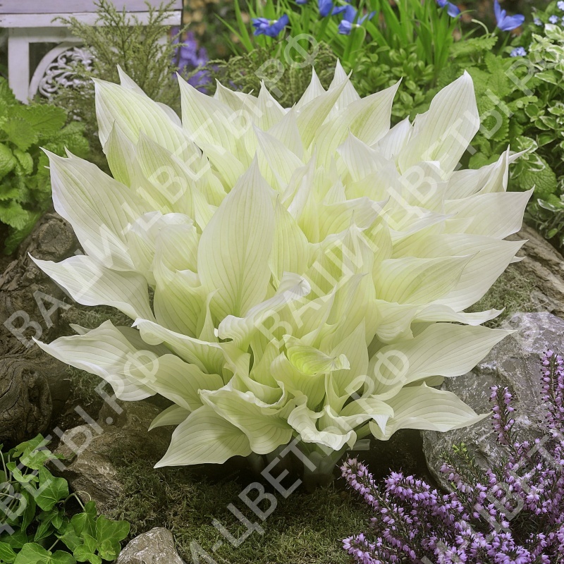 ХОСТА	УАЙТ ФЕВЕР