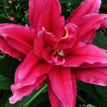 ЛИЛИЯ ROSELILY ELENA 16/18