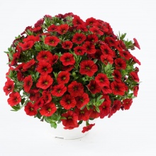 Петуния Littletunia Bright Red