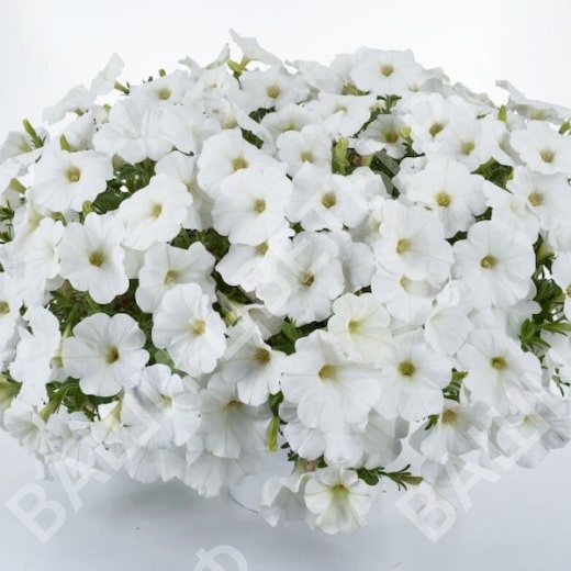 Петуния Cascadias Iceberg