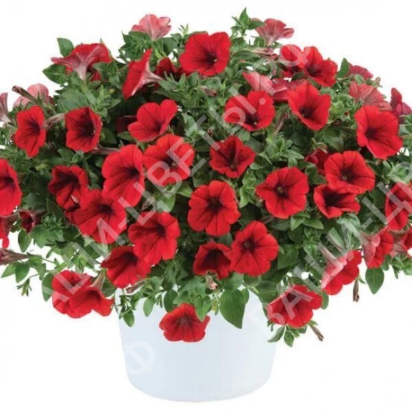 Петуния Cascadias Chili Red