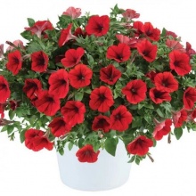 Петуния Cascadias Chili Red