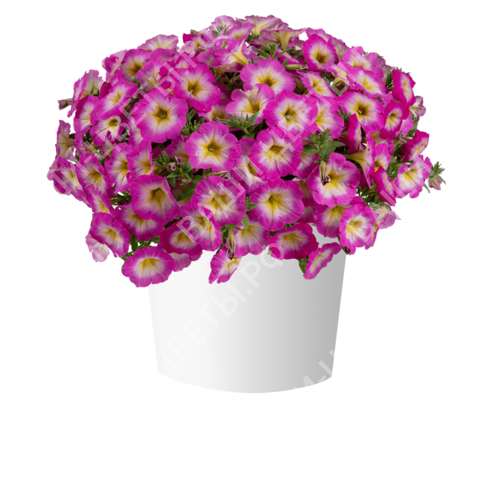 Петуния Capella Pink Morn