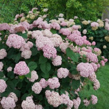 Гортензия древовидная Hydrangea arb. Candybellе Bubblegum 3-5 веток цена 1300 руб