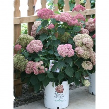 Гортензия древовидная Hydrangea arb. Sweet Annabelle 3-5 веток 