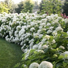 Гортензия древовидная Hydrangea arb. Strong Annabelle 3/5 веток