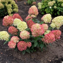 Гортензия метельчатая Hydrangea pan. Little Love® NEW 