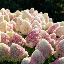 Гортензия метельчатая (Hydrangea paniculata Summer Love