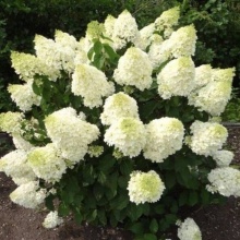 Гортензия метельчатая (Hydrangea paniculata Silver Dollar