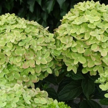 Гортензия метельчатая (Hydrangea paniculata Mojito