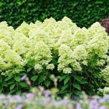 Гортензия метельчатая (Hydrangea paniculata Magical Lime Sparkle