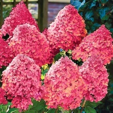 Гортензия метельчатая (Hydrangea paniculata Magical Fire